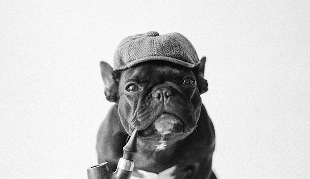 Celebrity Bulldog